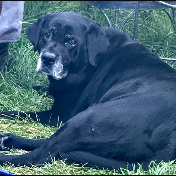 Meet your Posher, Sunny - Picture 1 of 1